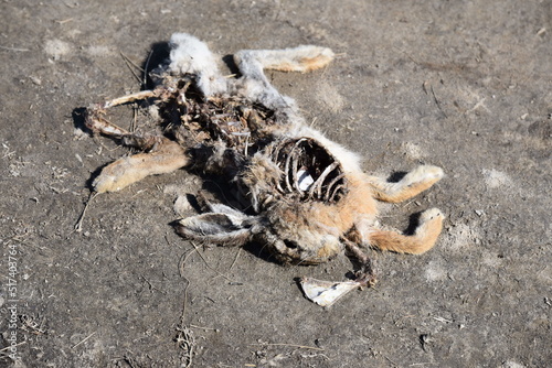 Hare corpse