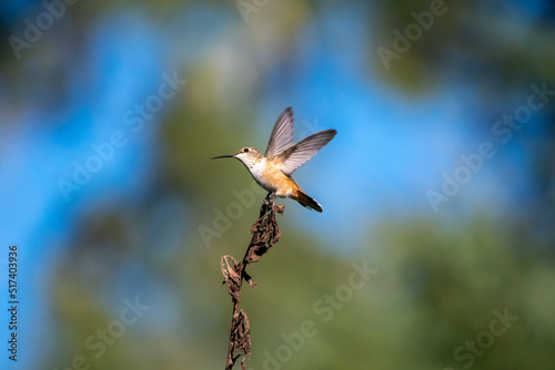 humming bird on a branch