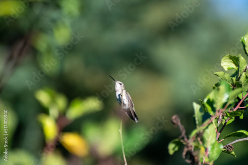 humming bird on a branch
