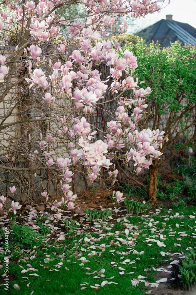 Spring garden and magnolia bloom