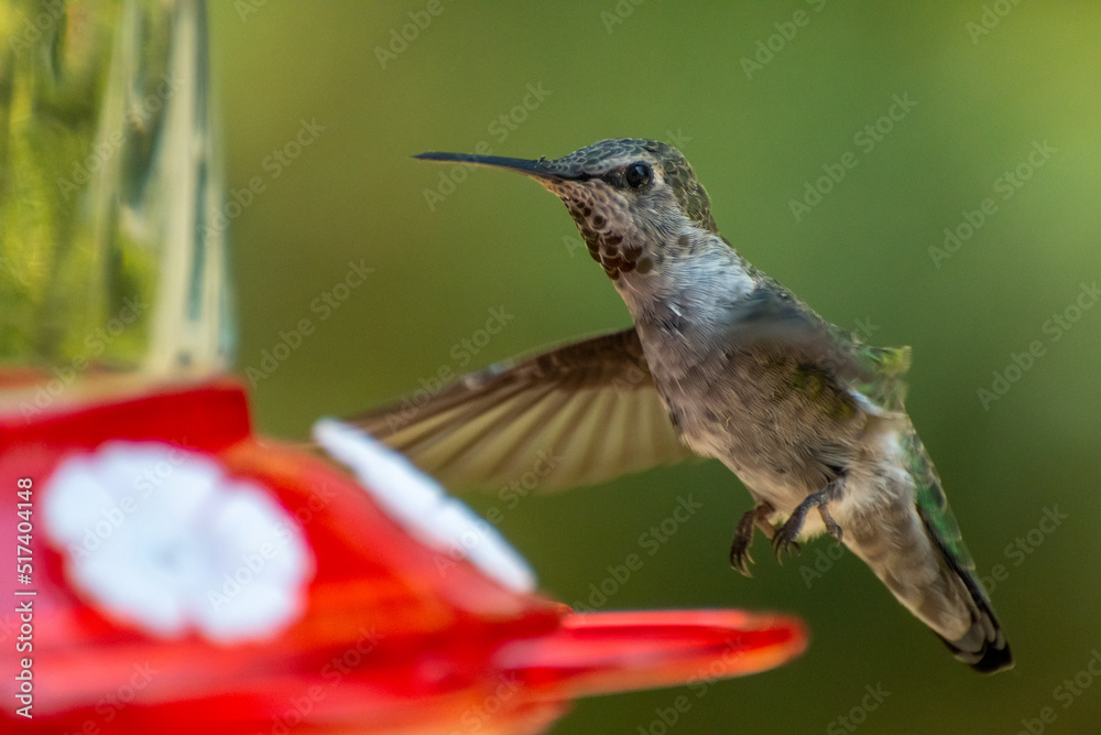 Obraz premium humming bird at the feeder