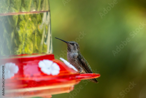 humming bird at the feeder