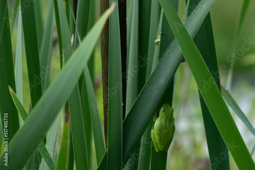 Small Green Tree Frog in blades of grass near cattails