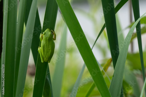 Small Green Tree Frog in blades of grass near cattails