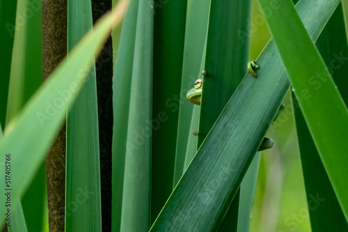 Small Green Tree Frog in blades of grass near cattails