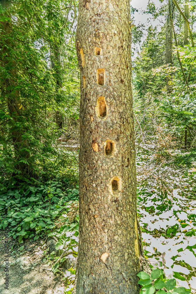 Naklejka premium Woodpecker holes in fir tree found during hiking. Damaged spruce trunk with holes from a woodpecker.