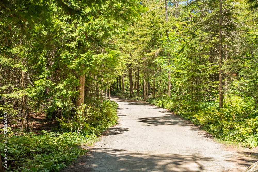 Hiking trail in fir tree green summer forest at sunny day. Bruce Peninsula National Park, Ontario, Canada.