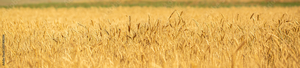 Wheat field on a sunny day. Grain farming, ears of wheat close-up. Agriculture, growing food products. long banner Wheat field on a sunny day. Grain farming, ears of wheat close-up. Agriculture, growing food products. long banner