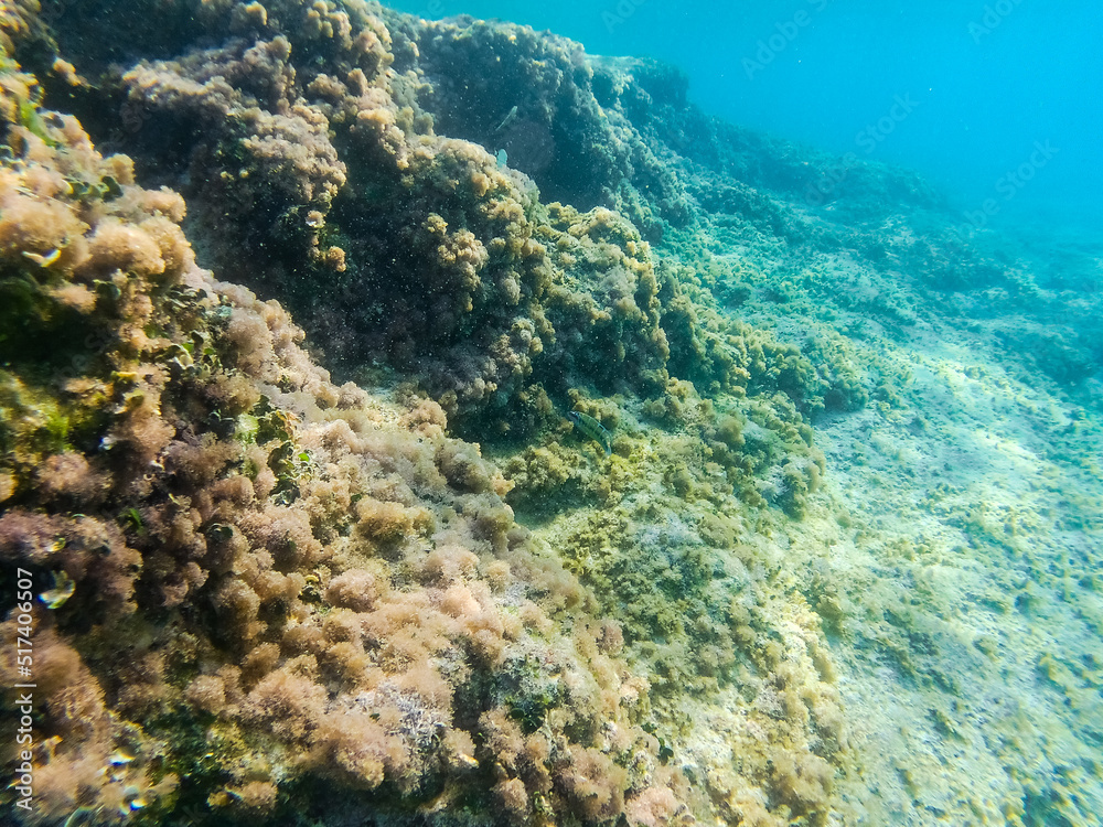 Underwater landscape with fishes and wildlife in the Adriatic Sea of Salento, Apulia Italy Underwater landscape with fishes and wildlife in the Adriatic Sea of Salento, Apulia Italy