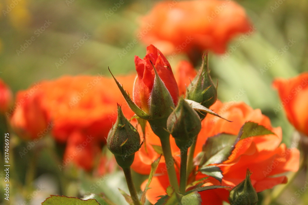 Obraz premium Róża