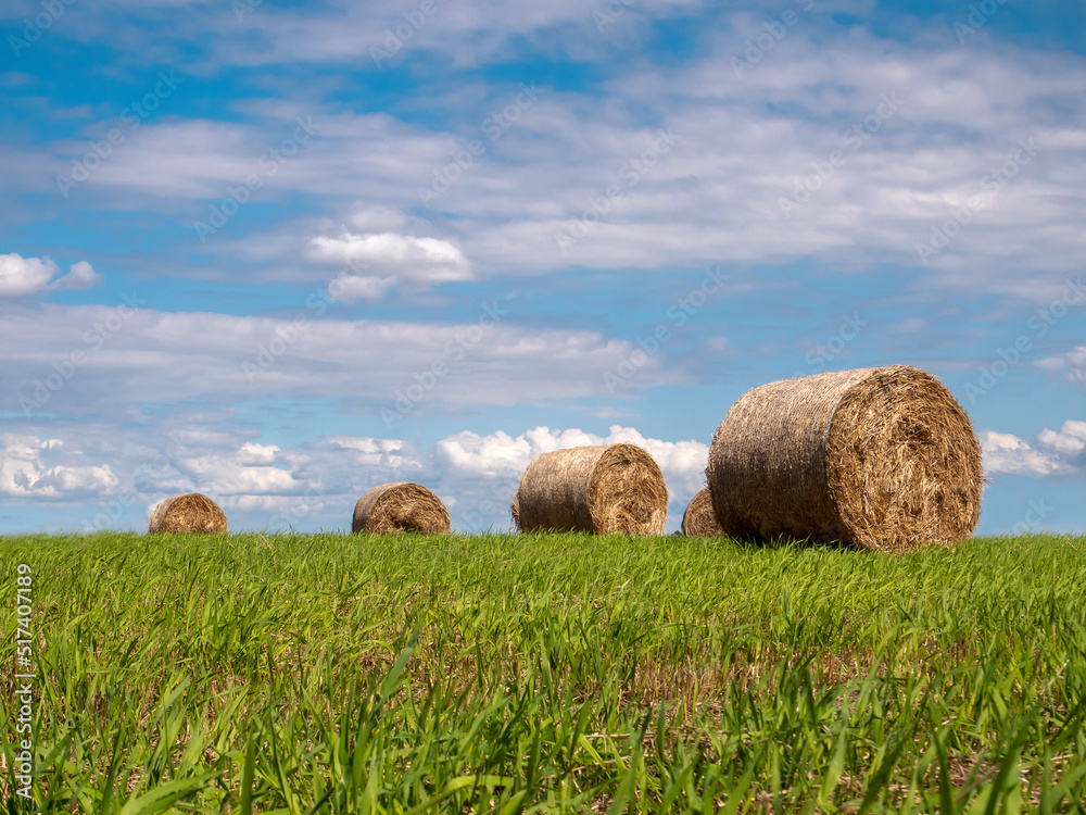 bale skoszonej trawy na łące