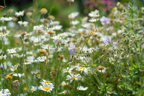 background with withering white daisies