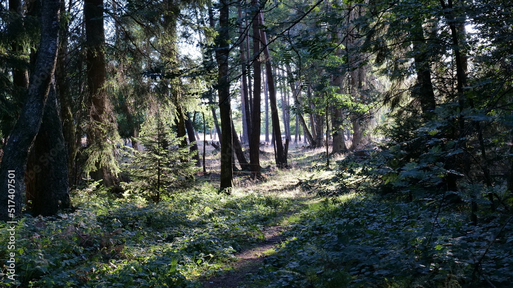 Obraz premium Open forrest in sunlight