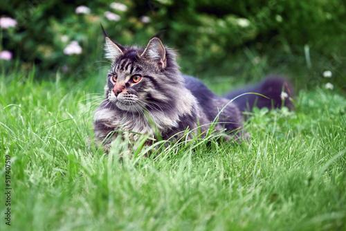 Maine coon cat portrait on nature summer background.
