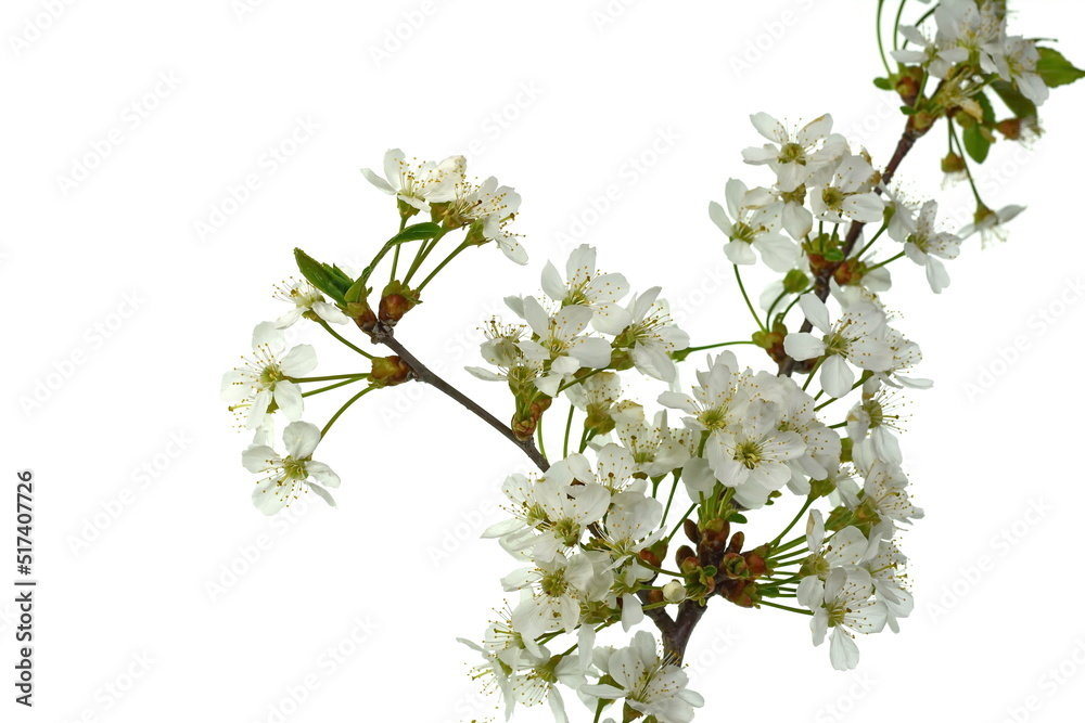 Branch with blossoms isolated on white. White blossom.