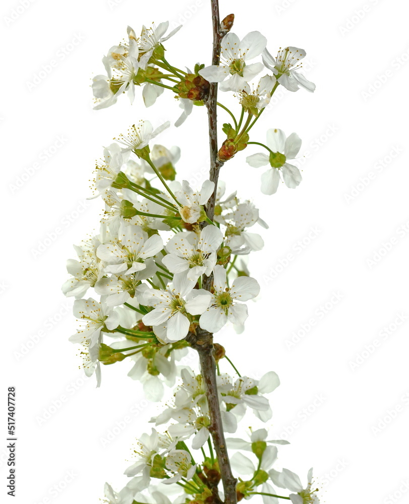 Branch with blossoms isolated on white. White blossom. Branch with blossoms isolated on white. White blossom.