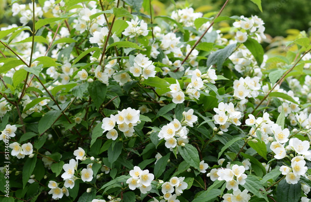 Jasmine flowers in a garden. Natural background with green leaf and white jasmine flowers on a bush. Jasmine flowers in a garden. Natural background with green leaf and white jasmine flowers on a bush.