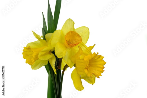 Fototapeta Naklejka Na Ścianę i Meble -  Bouquet of yellow daffodils flowers isolated on white background.