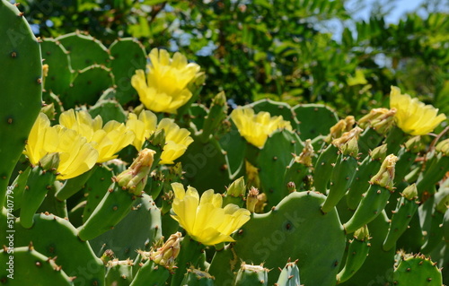 yellow flowers, three of which are in bloom, sprout from the edge of a prickly pear cactus pad. © Sanja