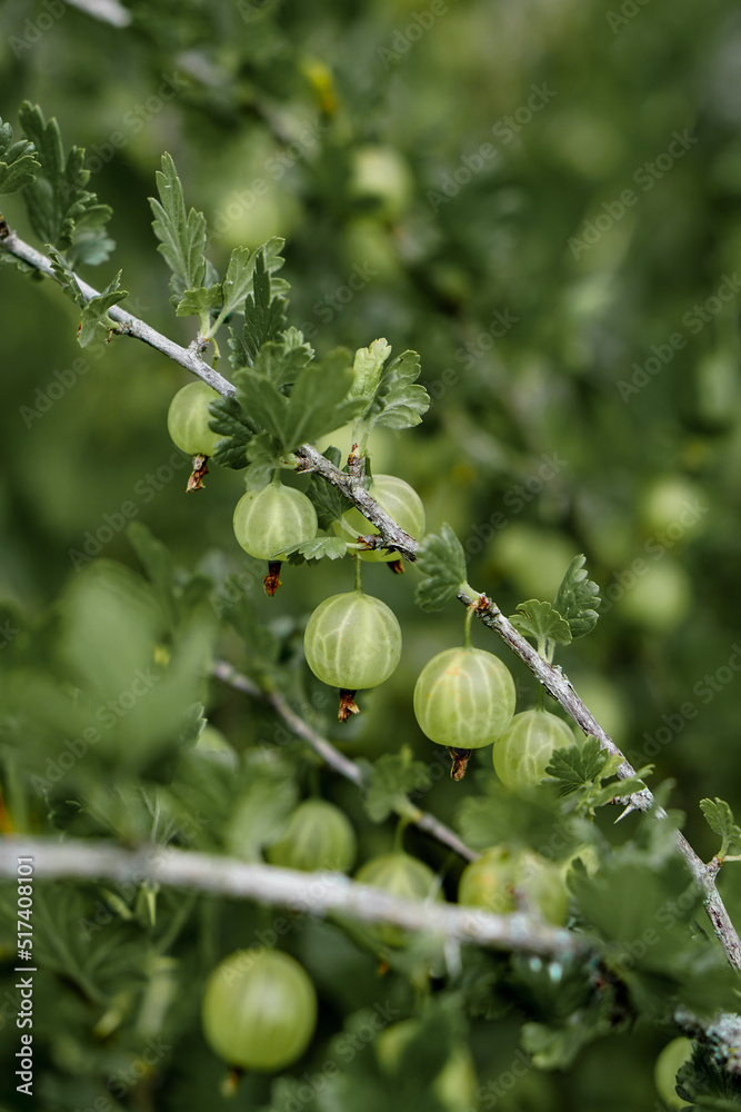 bush of green gooseberries on a branch bush of green gooseberries on a branch