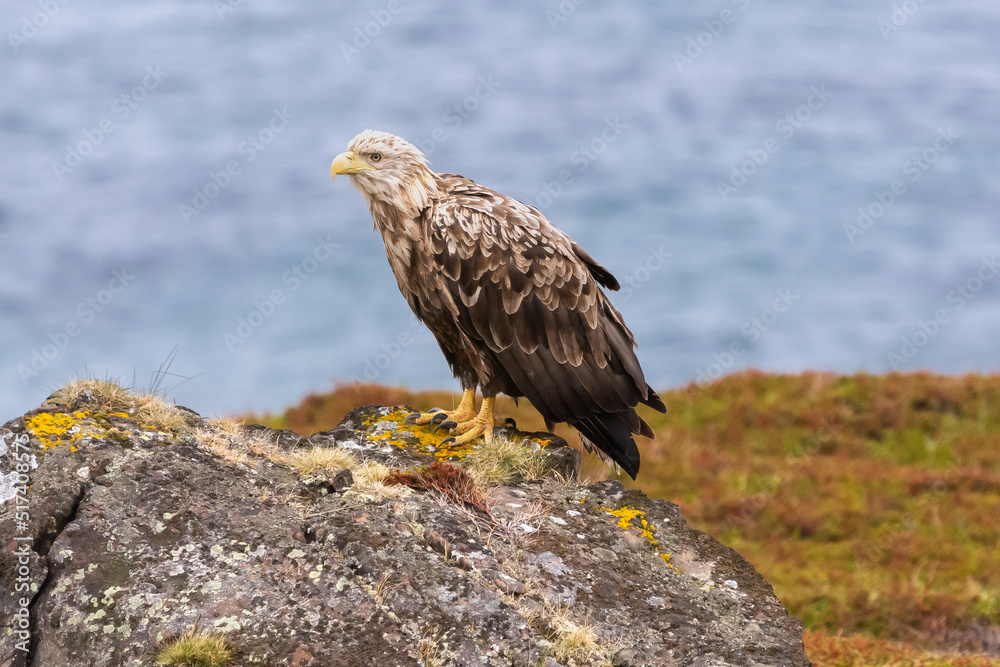 Fototapeta premium White tailed eagle - Haliaeetus albicilla - standing on stone with blue water of Barents Sea in background. Photo from Ekkeroy in Norway.