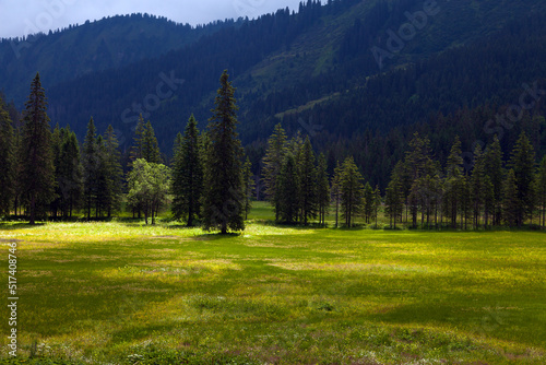 Green Alpine Meadow In Soft Sunlight With Mountain Forest In The Background