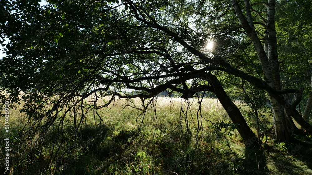 Obraz premium Forrest border sunlight