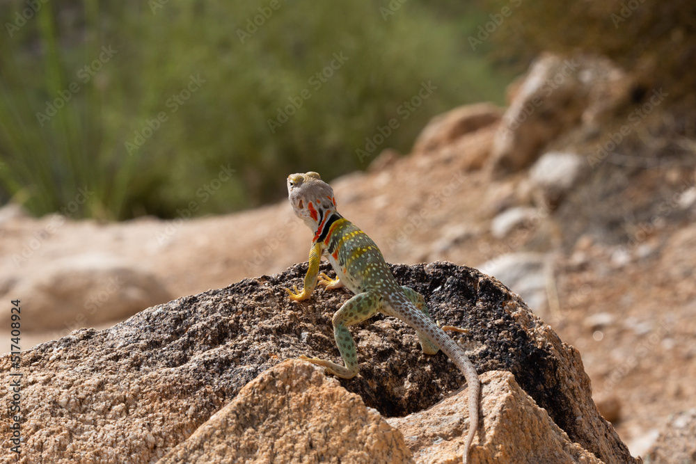 Collared lizard, Crotaphytus collaris, basking on a boulder in the
