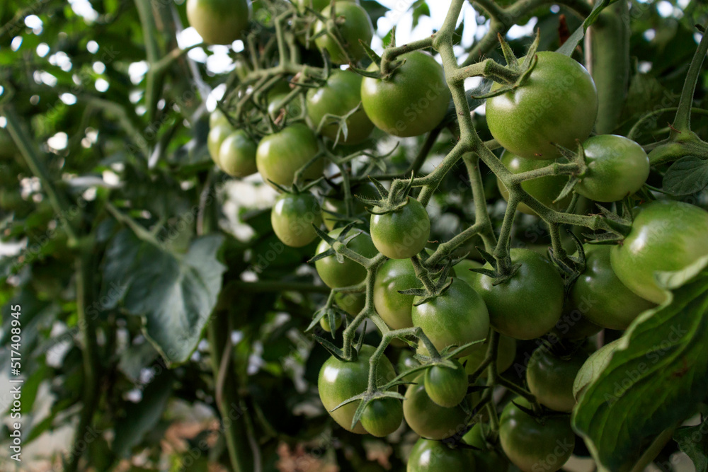 unripe Tomato plants in greenhouse Green tomatoes plantation. Organic farming, young tomato plants growth in greenhouse