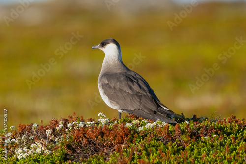 Arctic skua - parasitic jaeger - Stercorarius parasiticus - standing on stone with colorfull vagetation in background. Photo from Ekkeroy in Norway. photo