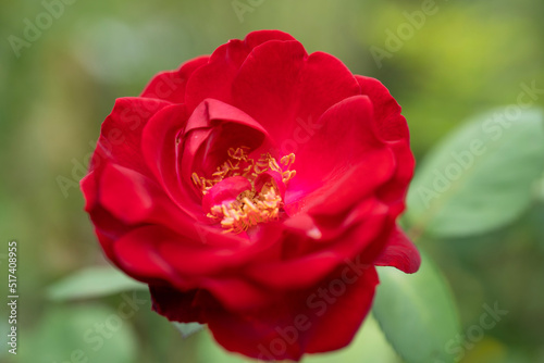 macro of rose