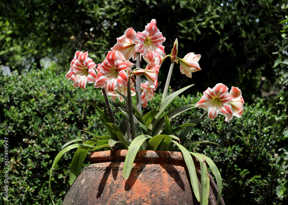 Striped flowers of Barbados Lily of Amaryllis