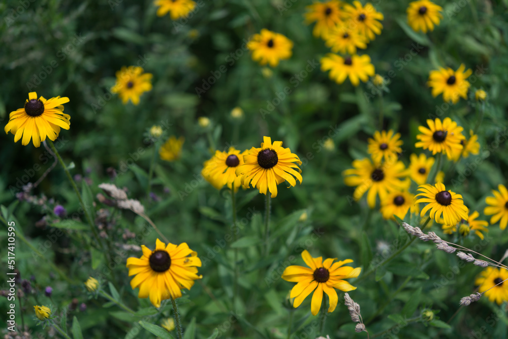 field of flowers