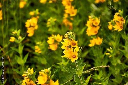 yellow verbnik flower in the home garden © Sergey