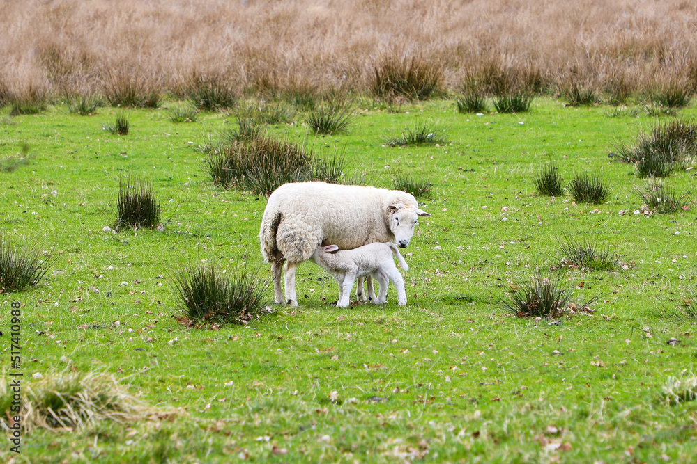 Obraz premium Baby lamb nursing in the green Scottish landscape