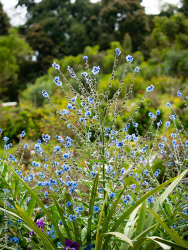 Blue Flowers Known as Chinese hound's tongue or Chinese forget-me-not (Cynoglossum amabile), in the Garden on a Cloudy Day