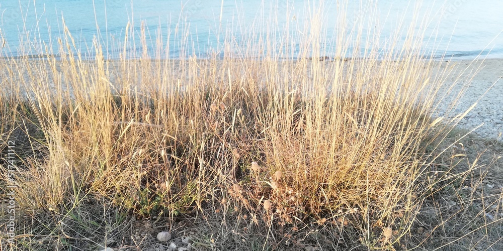 reeds in the water reeds in the water