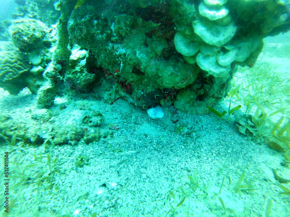 Moray eel Mooray lycodontis undulatus in the Red Sea, Eilat Israel
Moray eel Mooray lycodontis undulatus in the Red Sea, Eilat Israel