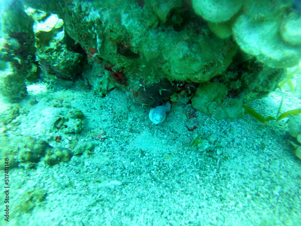 Moray eel Mooray lycodontis undulatus in the Red Sea, Eilat Israel
Moray eel Mooray lycodontis undulatus in the Red Sea, Eilat Israel