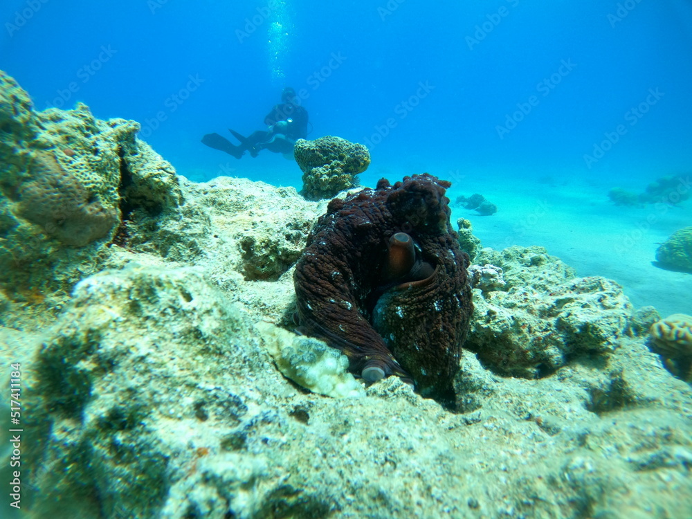 Fototapeta premium Octopus king of camouflage in the Red Sea, Eilat Israel 