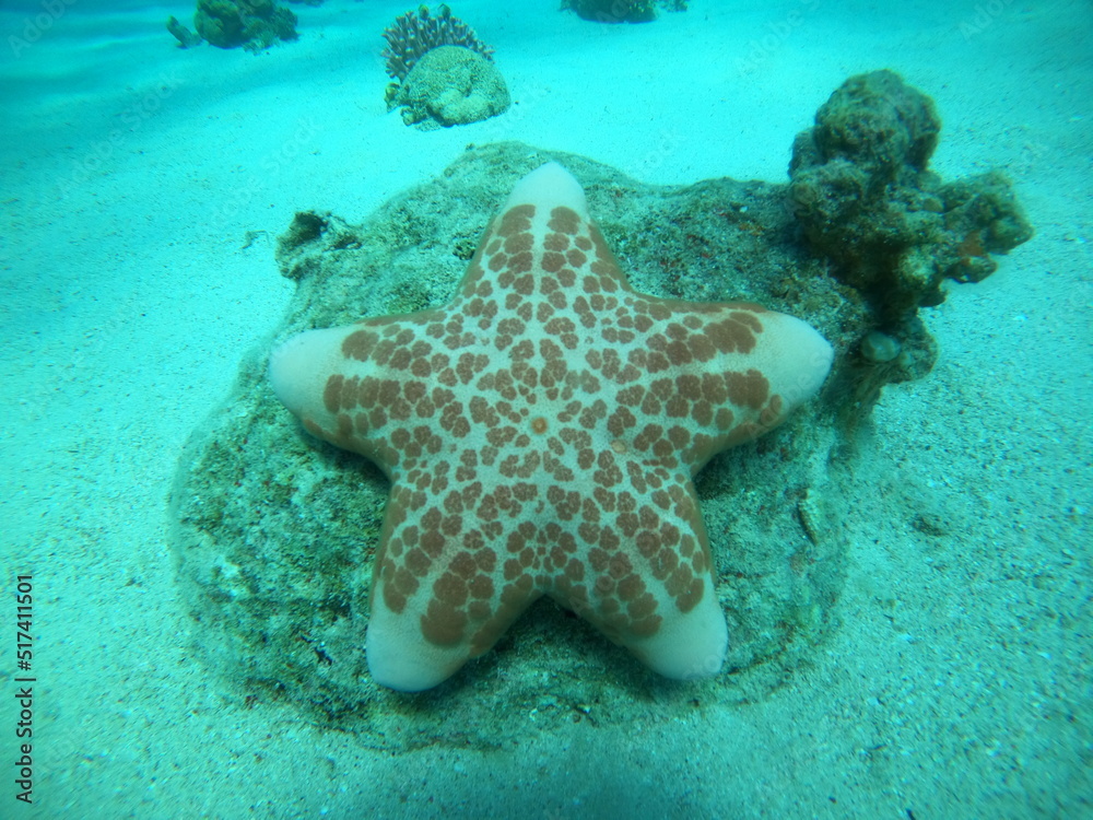 Starfish On the seabed in the Red Sea, Eilat Israel
Starfish On the seabed in the Red Sea, Eilat Israel