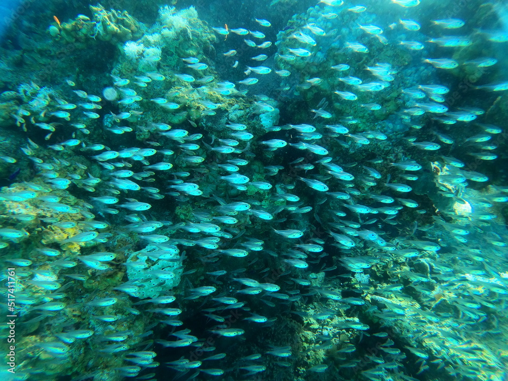 Naklejka premium Fish swimming in the Red Sea, colorful fish, Eilat Israel 