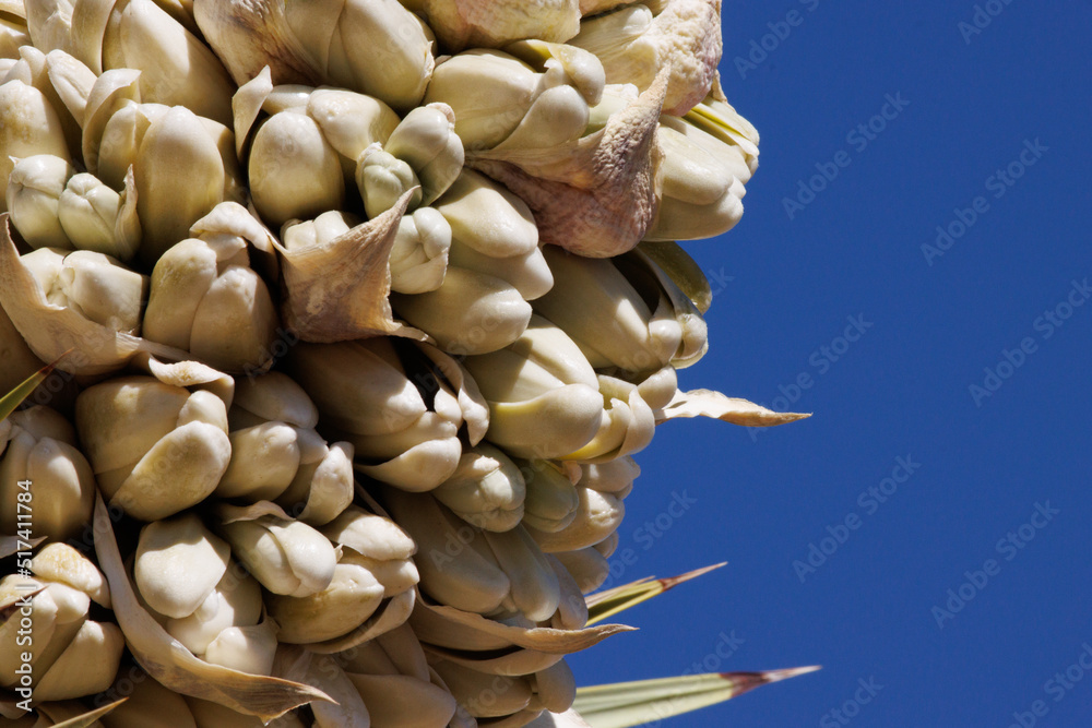 Φωτογραφία White flowering terminal racemose panicle inflorescence of Yucca Brevifolia, Asparagaceae, native monoclinous evergreen arborescent shrub in the Southern Mojave Desert, Winter