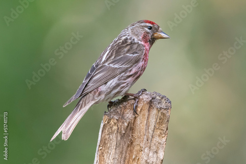 Common redpoll - Acanthis flammea - perched on light green background. Photo from Kammanen in Finland. photo