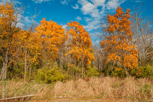 Tall Grass and Autumn Leaves Under a Blue Sky