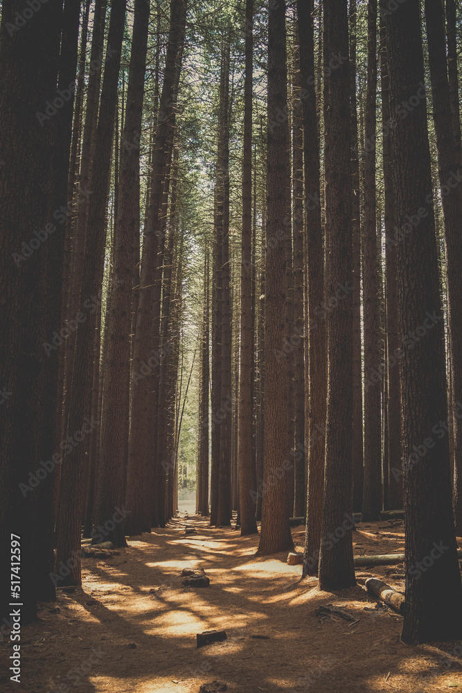 Naklejka premium Tall straight pine forest