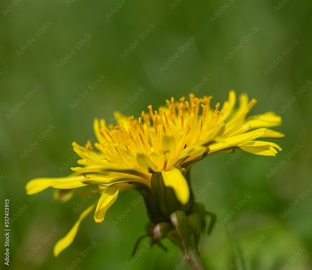 close up of dandelion flower head close up of dandelion flower head