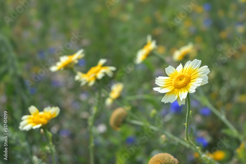 yellow white flowers of anthemis or chamomile in a wildflower meadow, copy space, selected focus