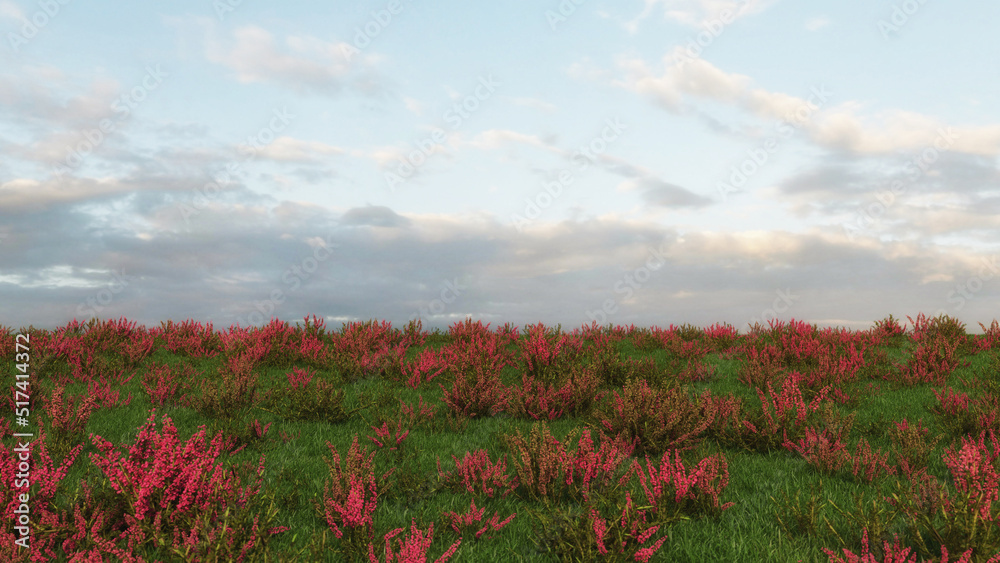 Field of red flowers and blue sky