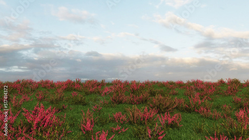 Field of red flowers and blue sky